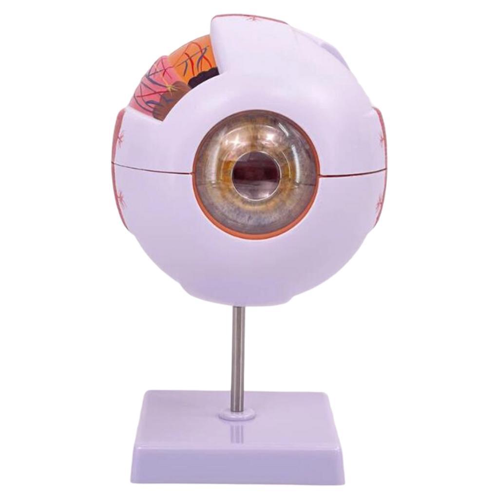 Modelo anatómico de ojo humano - Science Exhibition Models reseña y precio