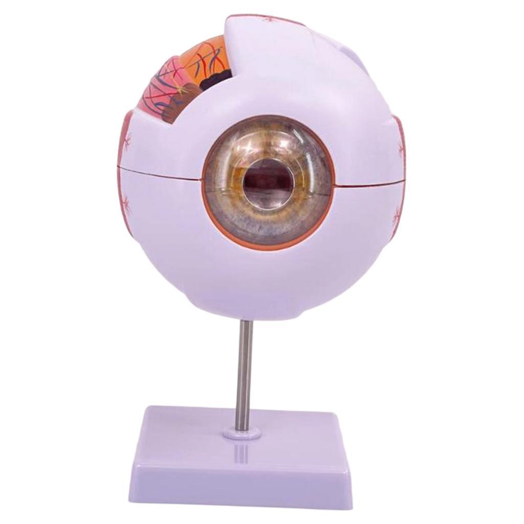 Modelo anatómico de ojo humano - Science Exhibition Models reseña y precio
