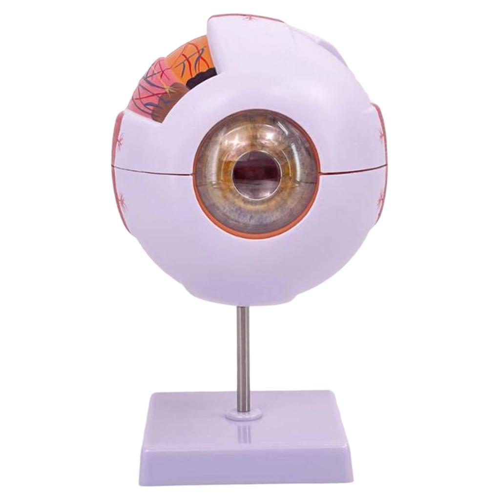 Modelo anatómico de ojo humano - Science Exhibition Models reseña y precio
