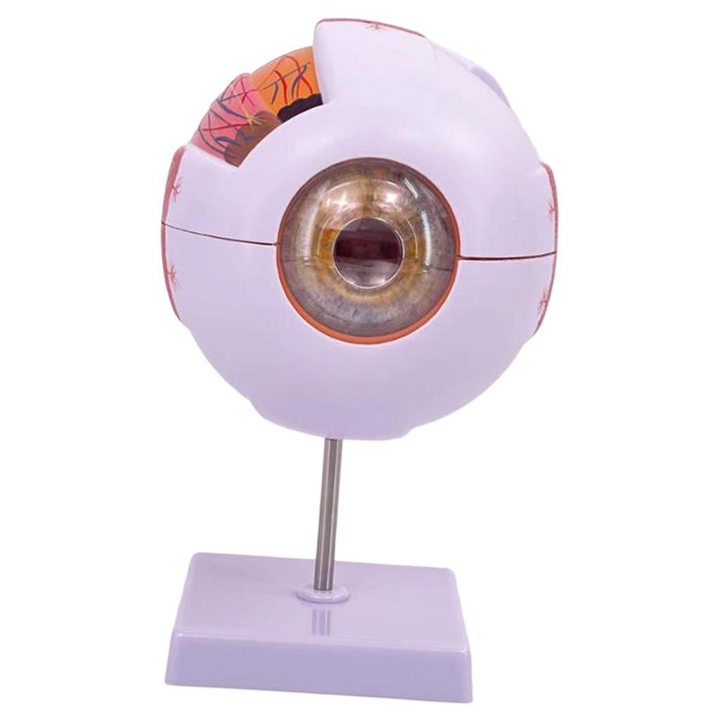 Modelo anatómico de ojo humano - Science Exhibition Models reseña y precio